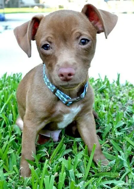 chihuahua pit bull pup