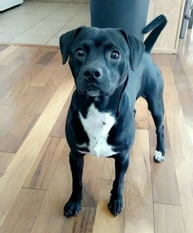 labrador pug mix