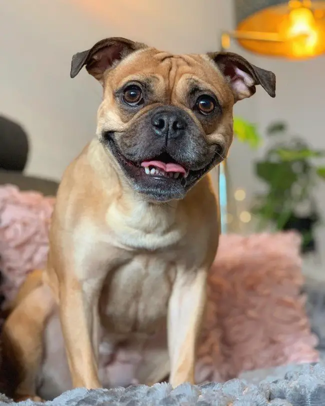 pitbull and pug mix puppies