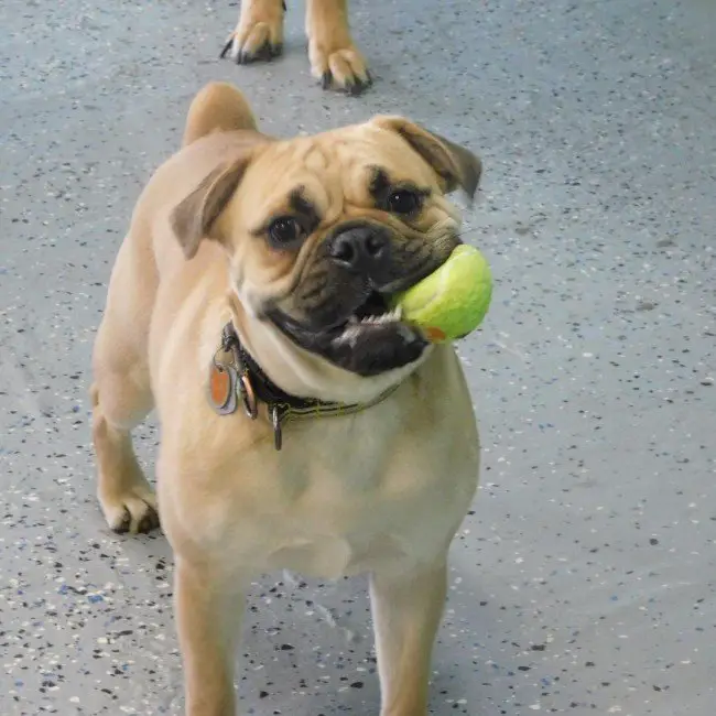 Pugbull Terrier