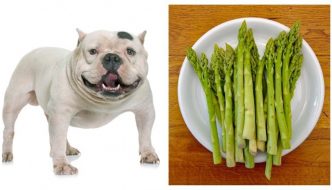 Can Dogs have Asparagus?
