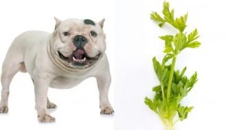 Can Dogs Eat Celery guide