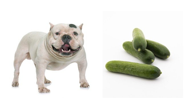 Can Dogs Eat Cucumber guide