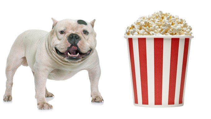 Can Dogs Eat Popcorn guide