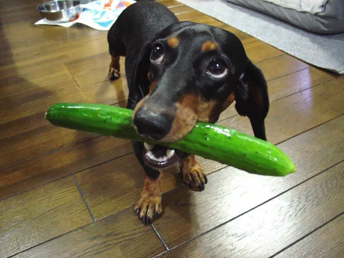 Dog Eating Cucumber