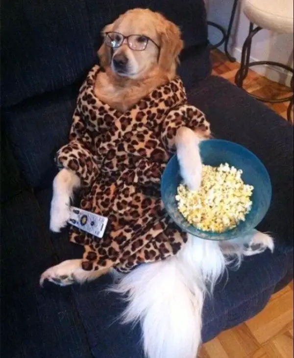 Dog Eating Popcorn