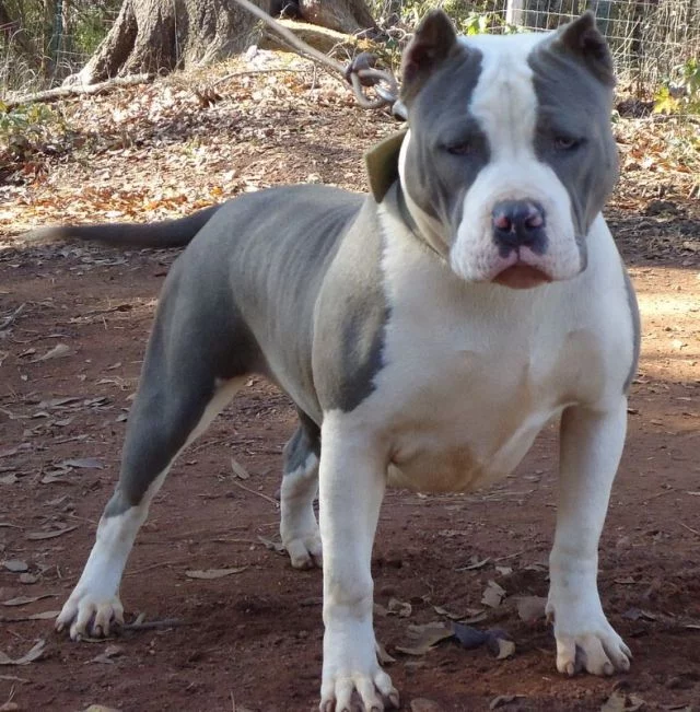 Razor Edge Pitbulls - The Phenomenal and Amazing Bully Dog ...