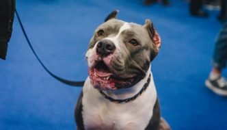 Tips on how to train your american bully