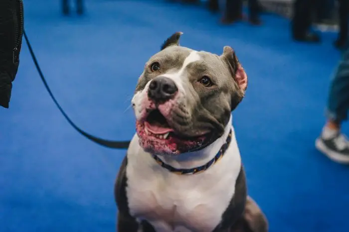 Tips on how to train your american bully