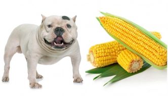 Can Dogs Eat Corns Guide