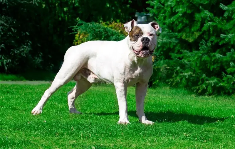 8 Best Dog Food For American Bulldogs Nutritious And Affordable Reviews 2020 American Bully Daily