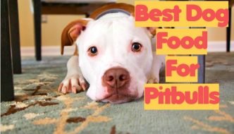 Dry Dog Food for Pitbulls Guide