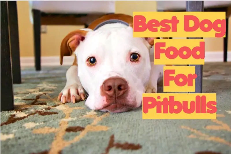 Dry Dog Food for Pitbulls Guide