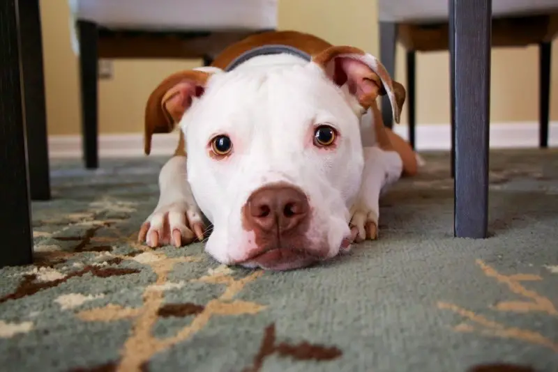 Cute Pitbull