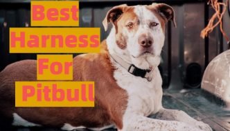 Best Harness For Pitbull Review