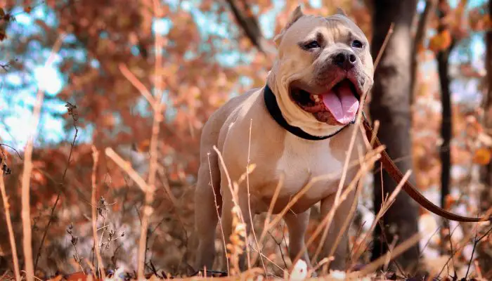 Pitbull With Harness