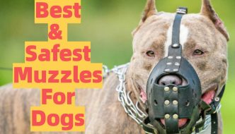 Types and Safest Dog Muzzles