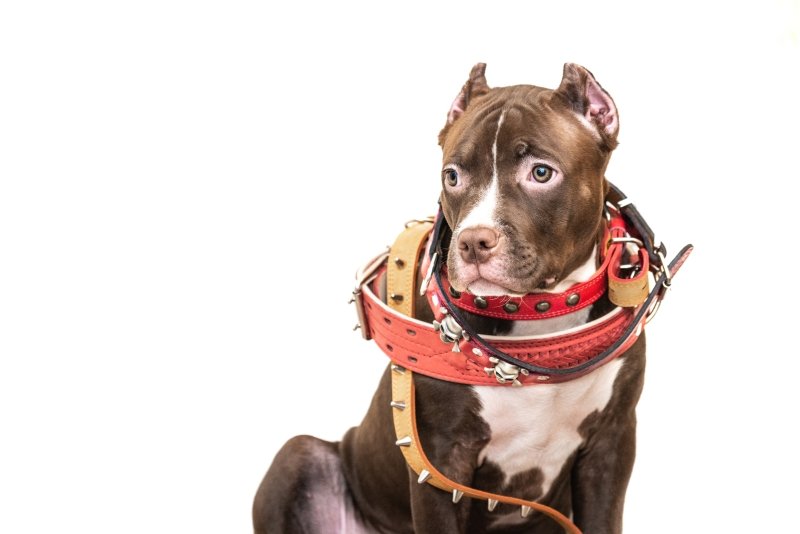 Pitbull Pup with a lot of collars