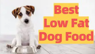 List of Low Fat Foods For Dogs