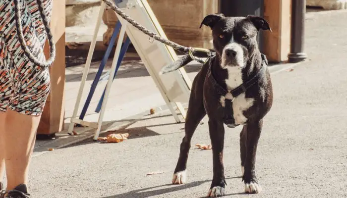 Adult Pitbull Dog with leash
