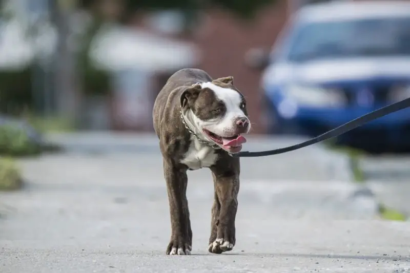 Pitbull Puppy with Leash