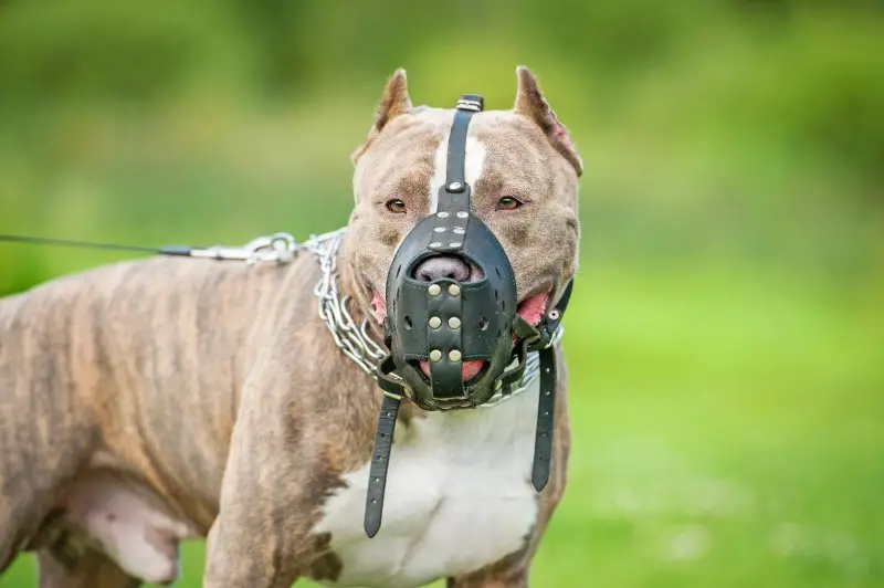 Pitbull with Dog Muzzles