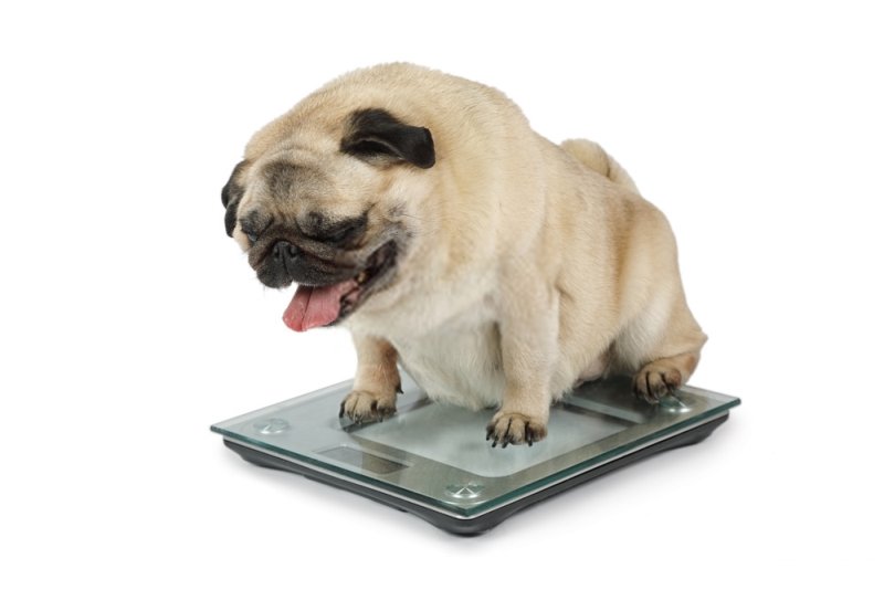 Pug Needs Low Fat Food