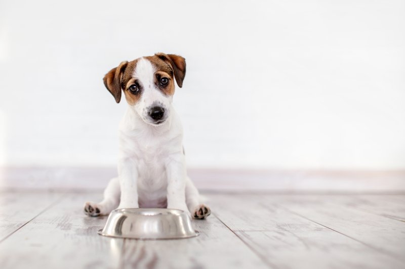 Puppy Finish Eating Dog Food in Bowl