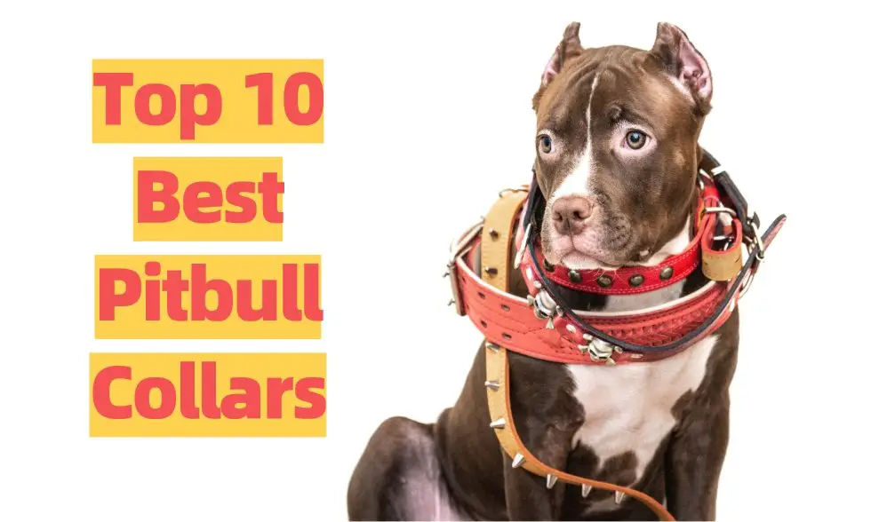 Heavy duty collars for pitbulls