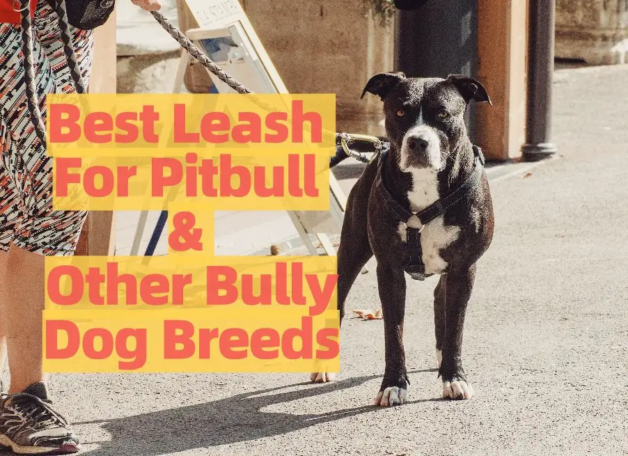 Top Rated pitbull dog leash