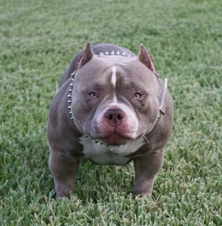 american bully dog female