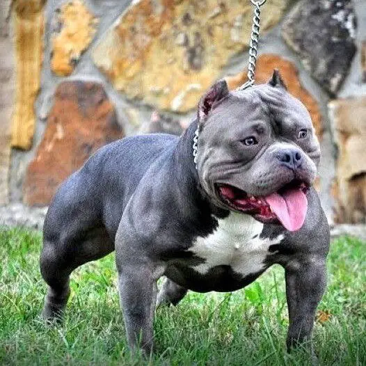 american bully how to breed