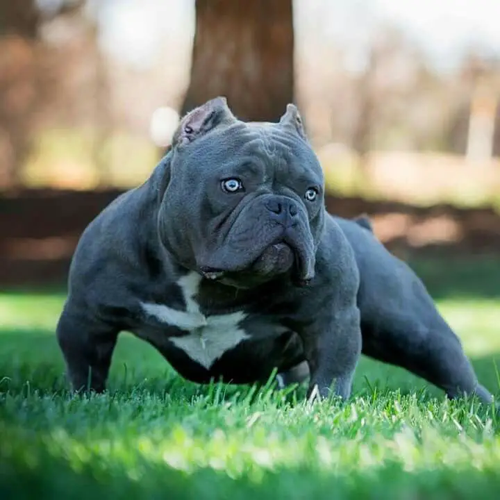 Short American Bully