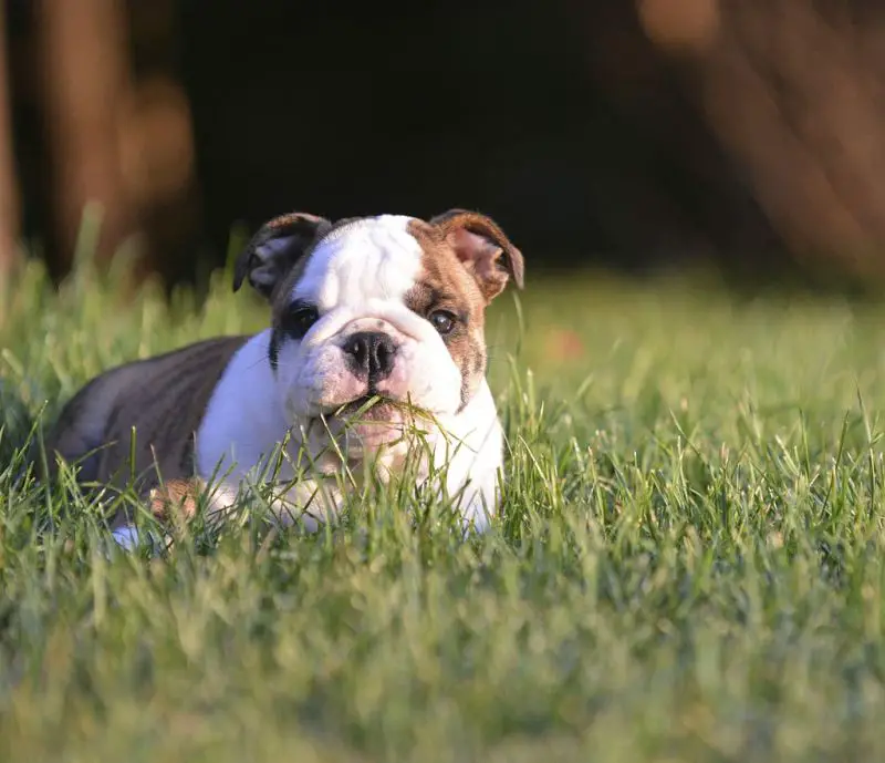 Cute Puppy Eating Grass