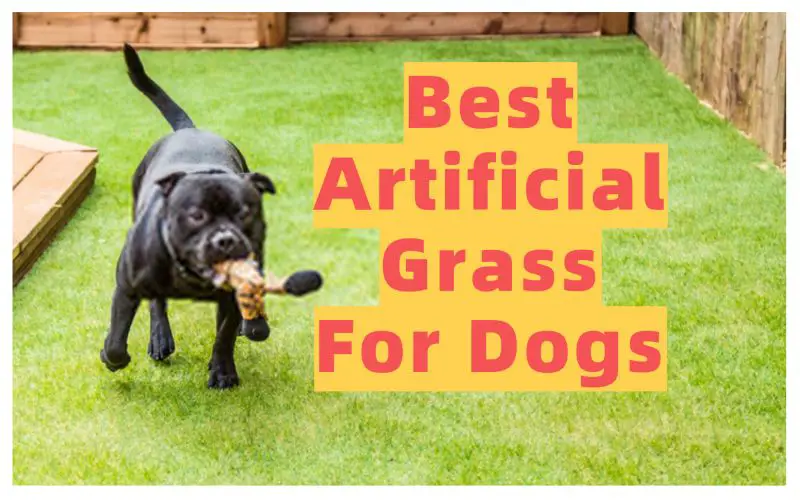 Best Artificial Grass For Dogs