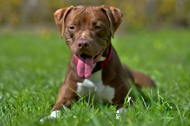 Pitbull playing on best grass