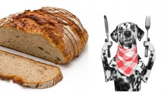 can dogs eat bread guide