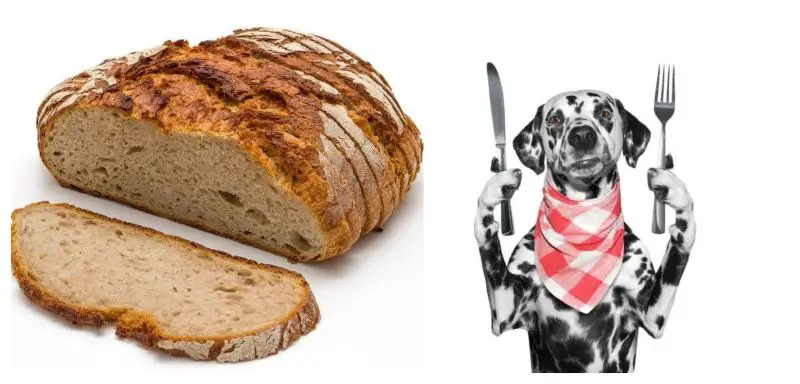 can dogs eat bread guide