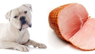 Can Dogs Eat Ham guide