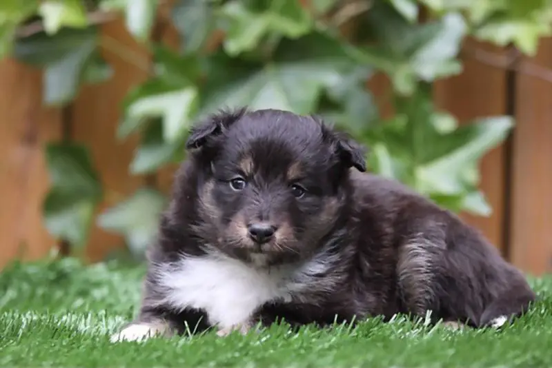 Adorable Puppy sitting in Artificial grass