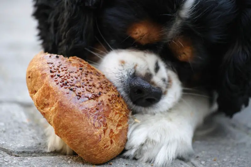 Cavalier enjoy eating his bread