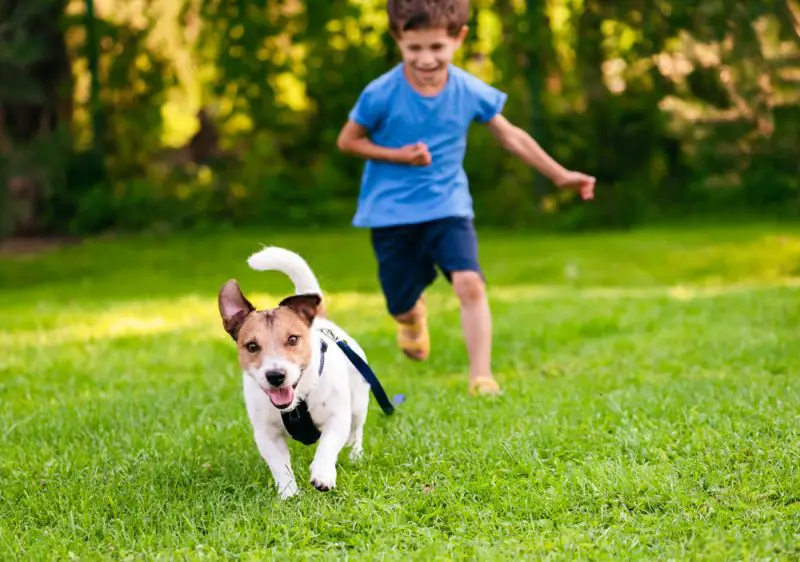 Kid and dog playing on a grass