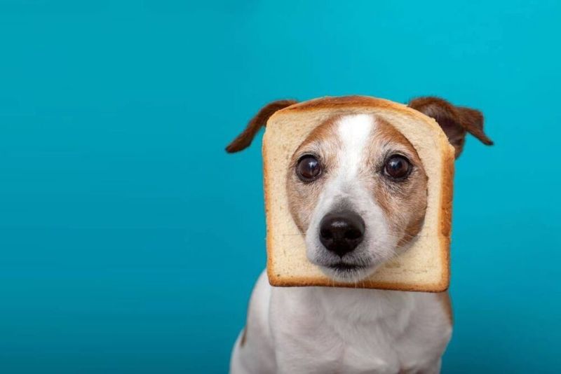 Dog with bread on his face