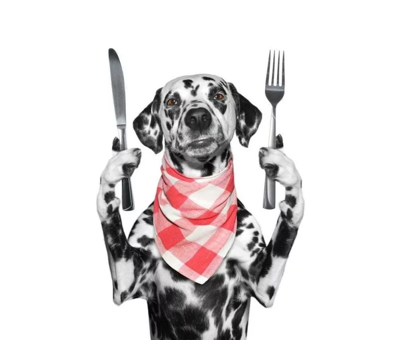 dalmatian with fork and table knife