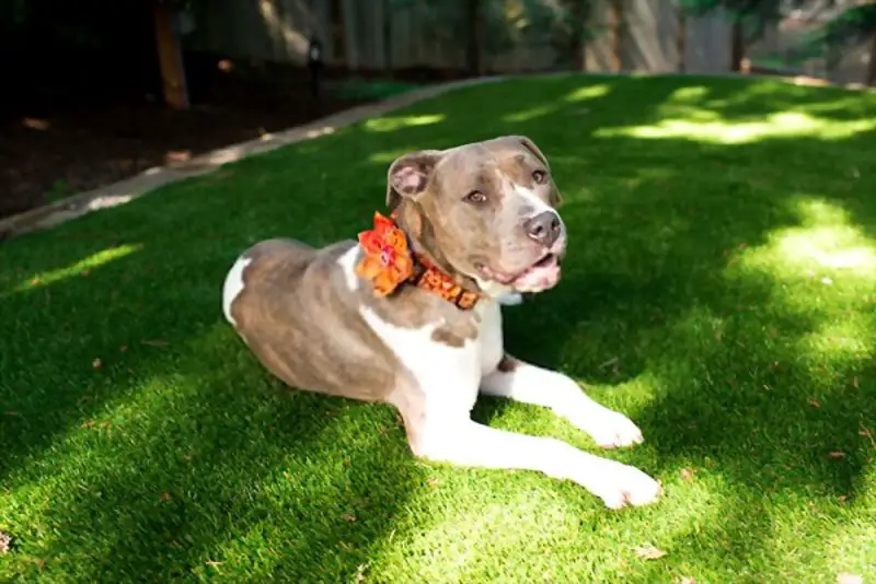 Pitbull sitting on one of the type of grass for dogs