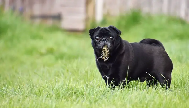 Why Do Dogs Eat Grass Guide