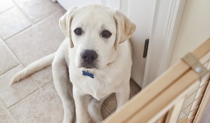 Expandable Pet Gate