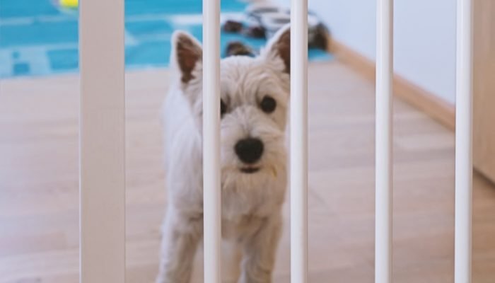 dog with gate
