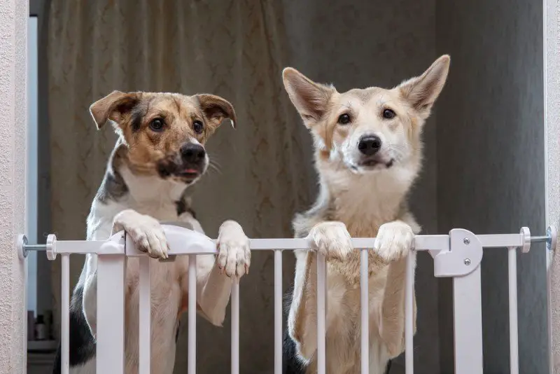 2 dogs inside a pet gate