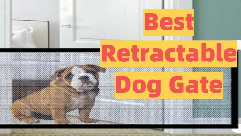 Best Retractable Dog Gate